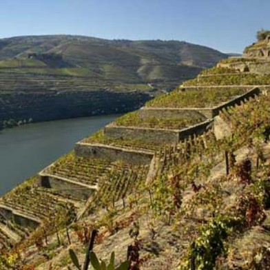 Donnerstag-Weinrunde - Quinta de la Rosa, Douro
